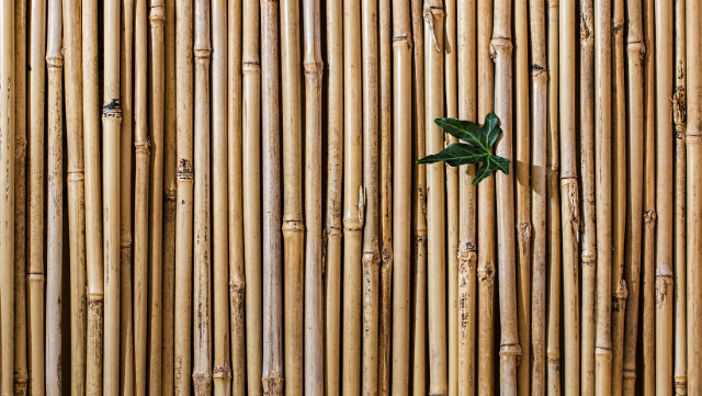 BAMBOO, USAGE AND BENEFITS