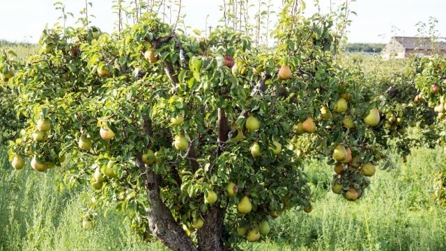 Armut Ağacı Özellikleri Nelerdir, Ne zaman, Nasıl Budanır?