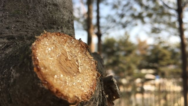 Reçine, Epoksi Reçine, Özellikleri ve Kullanım Alanları 