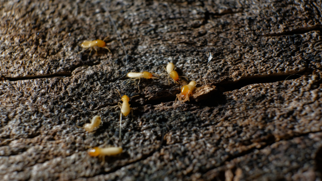 Termit (Akkarınca, Beyaz Karınca) 