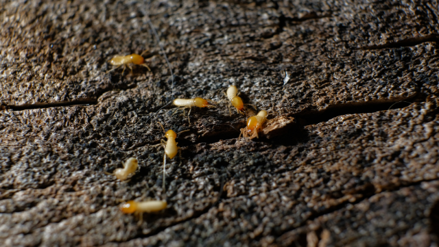 TERMITES 